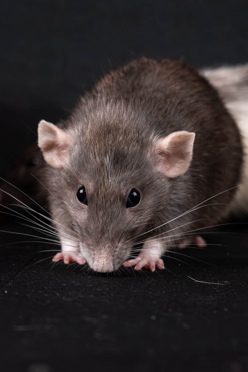 a close up of a rat on a black surface